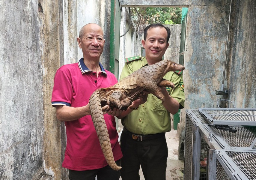 Theo Chi cục Kiểm lâm TP.HCM, đơn vị mới tiếp nhận một cá thể  tê tê Java đực dài gần 1m và nặng 6,8 kg. Con vật được đưa về Trạm cứu hộ động vật hoang dã để chăm sóc trước khi thả về tự nhiên.