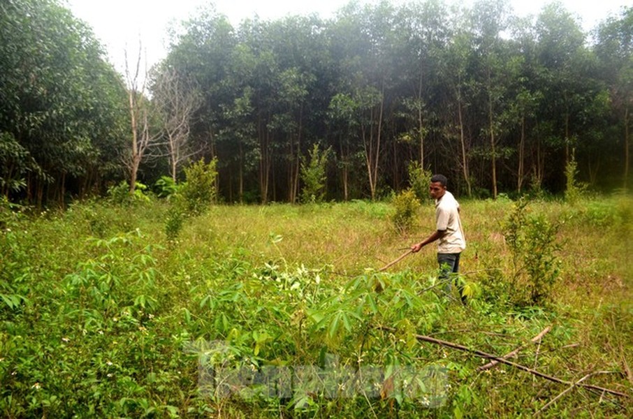 Sáng sớm, anh Nguyễn Văn Hiệp (trú ở bản Khe Sài 2, xã Nghĩa Lộc, huyện Nghĩa Đàn, Nghệ An) mang theo “đồ nghề” gồm chiếc túi đựng, con dao và chiếc bật lửa rong ruổi trên những cánh đồng, đồi cây  săn ong vàng.