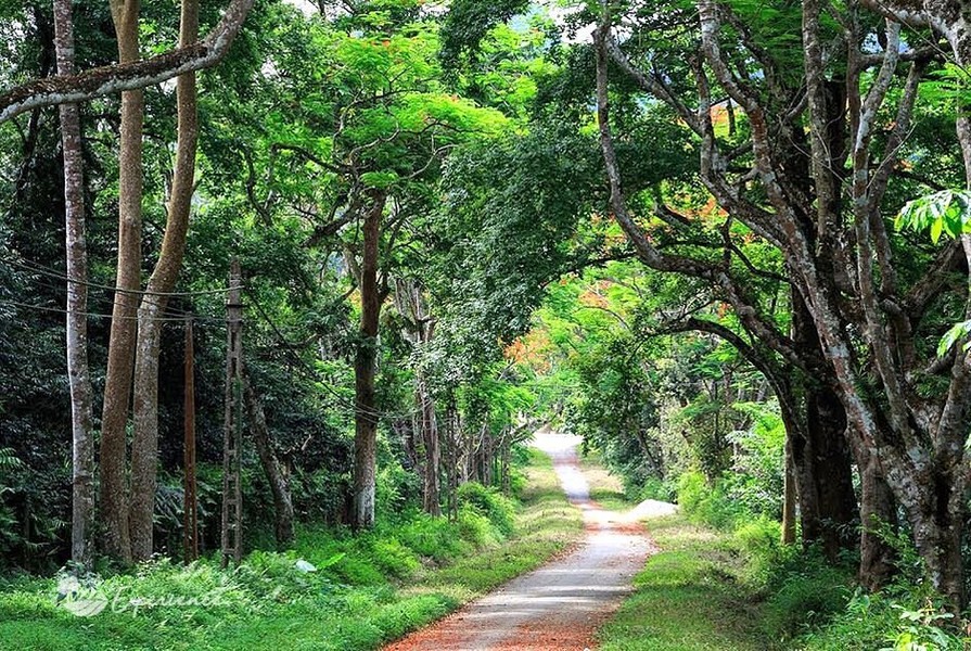  Vườn quốc gia Cúc Phương cách thủ đô Hà Nội 120 km về phía nam, nằm trong lòng dãy núi Tam Điệp. Đây là vườn quốc gia đầu tiên tại Việt Nam. Ảnh: Tripadvisor.