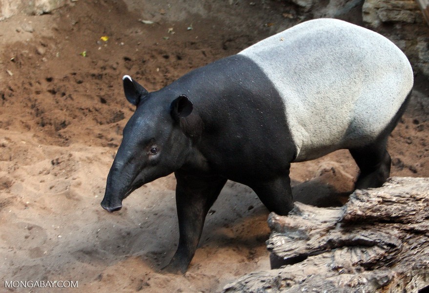 Có tên khoa học là Tapirus indicus, lợn vòi tên đầy đủ là lợn vòi Mã Lai sinh sống trong các vực rừng nhiệt đới của Nam Mỹ, Trung Mỹ và Đông Nam Á.  Loài động vật này từng được ghi nhận ở Việt Nam.