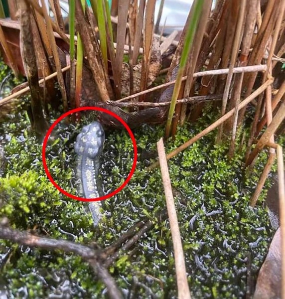 Trong lúc ra sân sau nhà chăm sóc cây cảnh, một phụ nữ ở Buderim, Queensland, Australia bất ngờ phát hiện một " sinh vật lạ" nhô ra khỏi lùm cây.