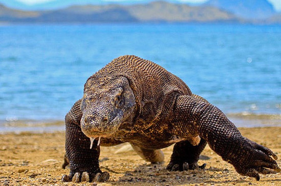 Có tên khoa học là Varanus komodoensis,  rồng Komodo là một loài thằn lằn lớn. Chúng hiện chỉ được tìm thấy trên một số hòn đảo của Indonesia.