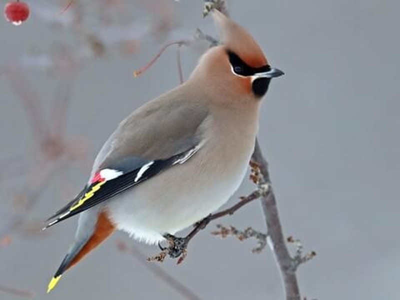 Chim Bohemian Waxwing là một trong những  loài động vật "lạ" nhất Trái đất. Chúng thích ăn những quả mọng đã lên men của cây Rowan - loài trong chi thanh lương trà, họ hoa hồng. Nếu chỉ ăn ở mức vừa phải thì chúng chỉ bị choáng nhẹ.