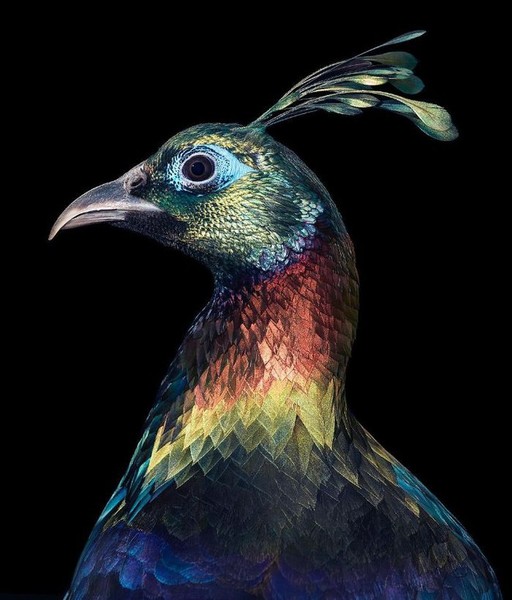 Himalayan Monal: Himalayan Monal hay còn gọi là Chim trĩ Himalaya chúng được coi là Quốc điểu của Nepal với bộ lông vô cùng sặc sỡ và quý tộc.