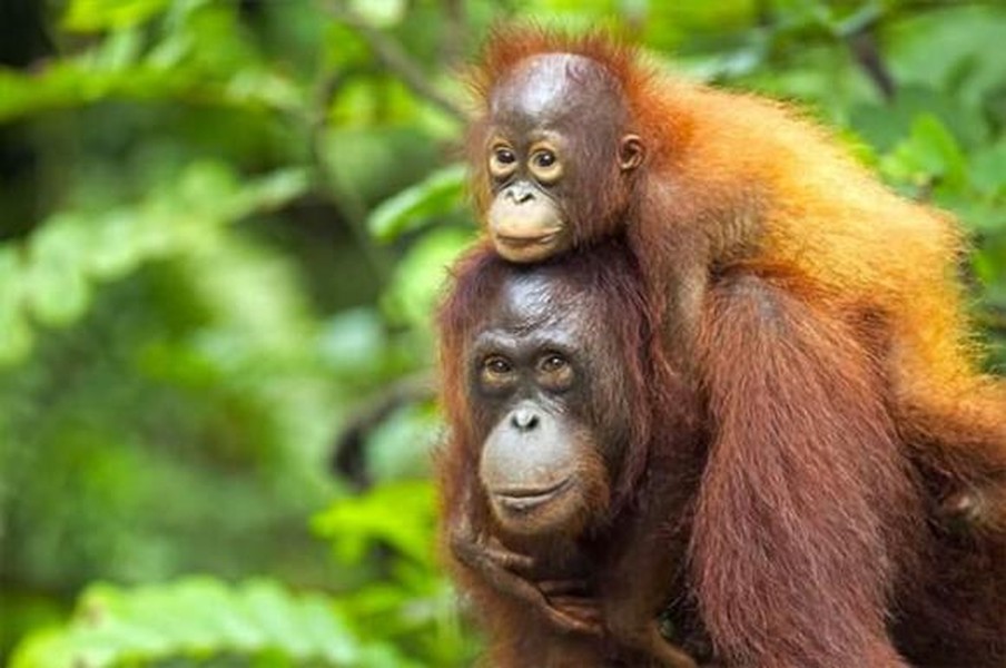   Đười ươi Bornean: Đười ươi Bornean là loài bản địa của đảo Borneo, Indonesia. Khác với loài đười ươi thông thường, chúng có khuôn mặt rộng, râu tóc ngắn hơn. Tháng 7/2016, IUCN đã đưa đười ươi vào danh sách cực kỳ nguy cấp. Từ năm 1950, số lượng đười ươi Bornean đã giảm đến 60%, dự đoán đến 2025 nó sẽ giảm tiếp 22% nữa.