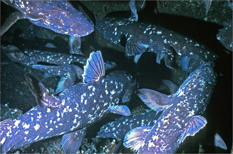 Coelacanth (Cá vây tay) được mệnh danh "hóa thạch sống" là bởi loài cá khổng lồ này tồn tại từ thời khủng long. Chúng được cho là xuất hiện trên Trái đất từ hơn 400 triệu năm trước. Ảnh: Mongabay.