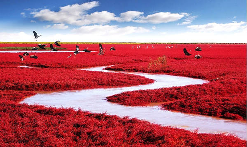  Bãi biển đỏ (Red Beach) nằm ở đồng bằng châu thổ sông Liêu Hà, tỉnh Liêu Ninh, đông bắc Trung Quốc. Tên gọi này bắt nguồn từ cảnh tượng ngoạn mục mỗi khi thu sang, lúc mà toàn bộ khu rừng ngập mặn phủ một màu đỏ, kéo dài xa tít tận chân trời.