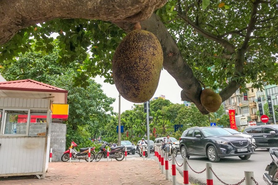 Thời gian gần đây, người đi đường qua Kim Mã cảm thấy thú vị, bất ngờ với cây mít lâu năm cho 2  quả mít béo núc. Ở trong tình trạng được bảo vệ 24/24, cư dân mạng đùa rằng đây là quả mít an toàn nhất Việt Nam.