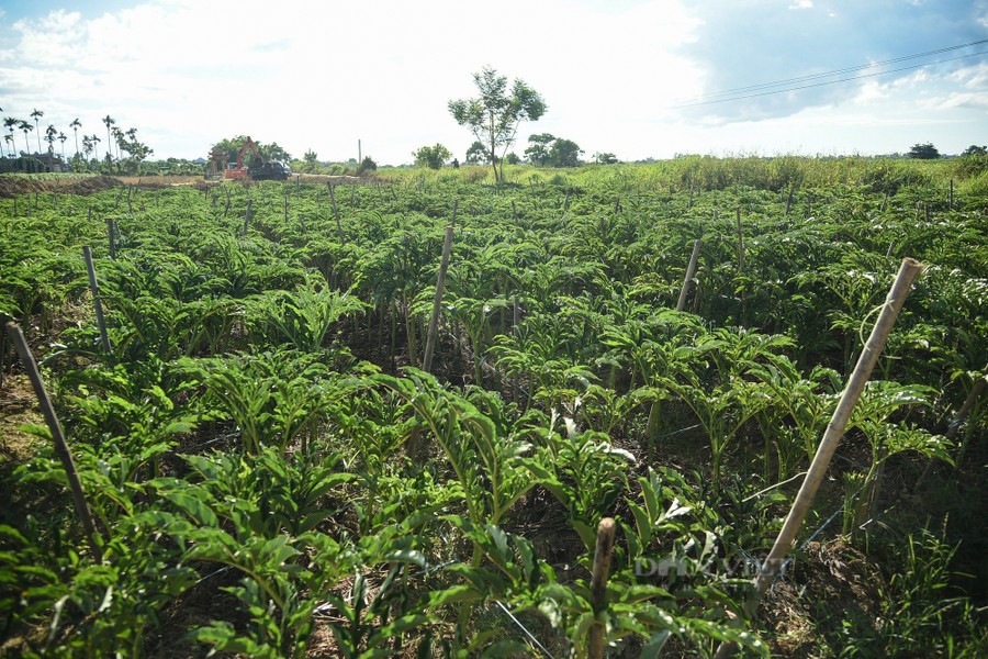 Cây nưa, khoai nưa, thuộc giống môn (khoai nước, khoai sọ, bạc hà nước, dọc mùng), tên khoa học Arisaema erubescens họ Ráy (Araceae). Cây nưa ưa đất ruộng ẩm nên thường được trồng vào cuối hè và thu hoạch gần cuối đông khi mưa ở Huế bắt đầu dai dẳng.