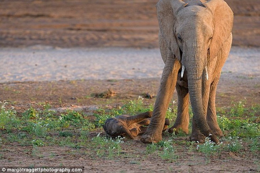 Chú voi con ngã liên tục. Nguồn: Daily Mail.