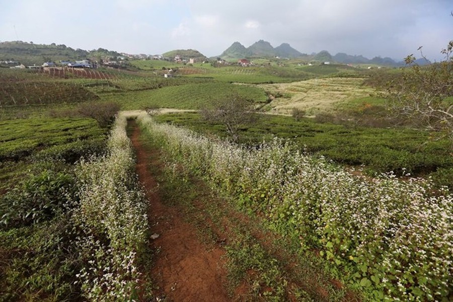 Từ thị trấn nông trường Mộc Châu, đi khoảng 5 km hướng về phía Tân Lập, bạn sẽ thấy vườn hoa tam giác mạch nằm xen kẽ những đồi chè trên đường vào động Cô tiên. Nhiều người không có thời gian đi tới Hà Giang hoặc vùng Lử Thần Lào Cai đã lựa chọn Mộc Châu để thưởng thức loài hoa này.