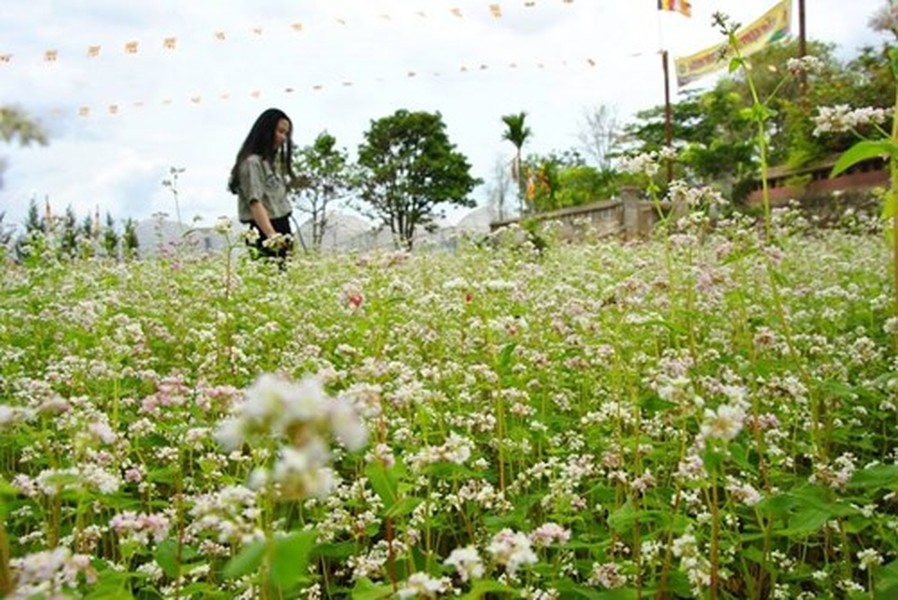 Vườn hoa tam giác mạch ở chùa Vạn Đức (thuộc xã Tà Nung, cách TP Đà Lạt gần 20 km) ngày càng được nhiều người biết. Đây là loài hoa vốn nổi tiếng với mảnh đất Hà Giang và thường nở rộ vào dịp tháng 10, tháng 11 hàng năm.