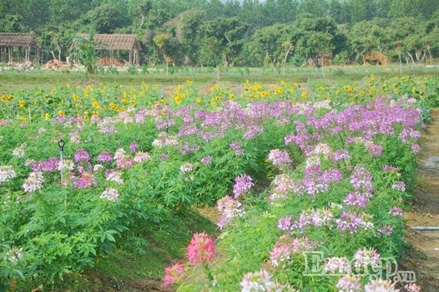 Đúng như tên gọi, “ thiên đường hoa” này rộng tới 25ha và có vị trí khá lý tưởng với phong cảnh “sơn thuỷ hữu tình”, vừa có đồi núi, có sông nước khiến du khách ghé thăm đều cảm thấy thích thú. Không chỉ thế, không khí trong lành cùng bầu không khí dễ chịu ở đây sẽ khiến bạn sẽ được tận hưởng một khoảng không gian thoáng mát, tự nhiên, tránh xa được ồn ào phố thị.