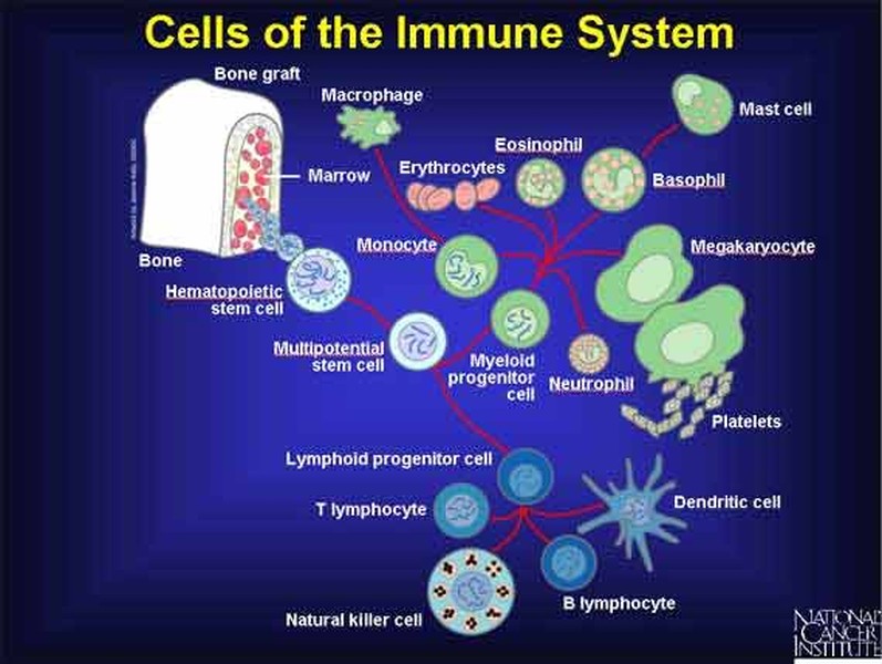 Hệ thống này hoạt động bằng cách đầu tiên xác định vi khuẩn, virus, nấm và ký sinh trùng ẩn nấp trong cơ thể và sau đó gửi một đội quân của nó - các tế bào máu trắng - đến tiêu diệt những "kẻ xâm lược" và các mô bị nhiễm bệnh. Sau đây là 11 sự thật đáng ngạc nhiên về hệ miễn dịch.