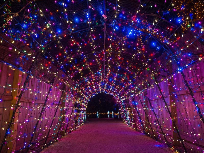 Khu vực "Zoo Lights" tại vườn thú Houston, Mỹ tỏa sáng lung linh với hơn 200 triệu đèn led loại nhỏ.