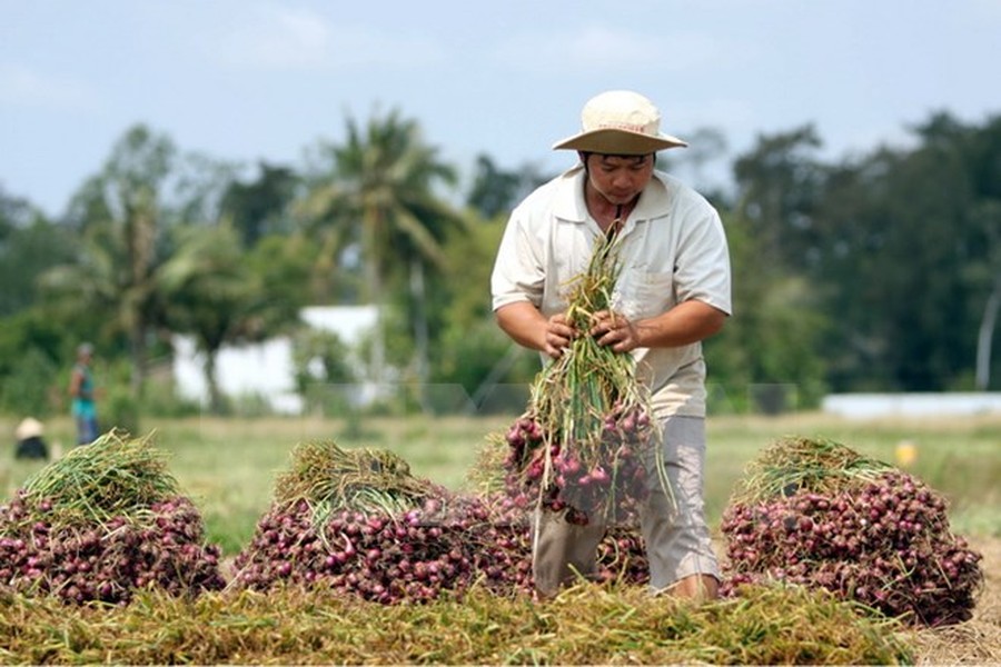 Nông dân trồng hành tím Vĩnh Châu - một loại đặc sản có tiếng ở Sóc Trăng - đang điêu đứng vì giá nông sản này xuống thấp đến mức báo động, từ 5.000 - 8.000 đồng/kg (so với đầu vụ khoảng 20.000 - 25.000 đồng/kg).