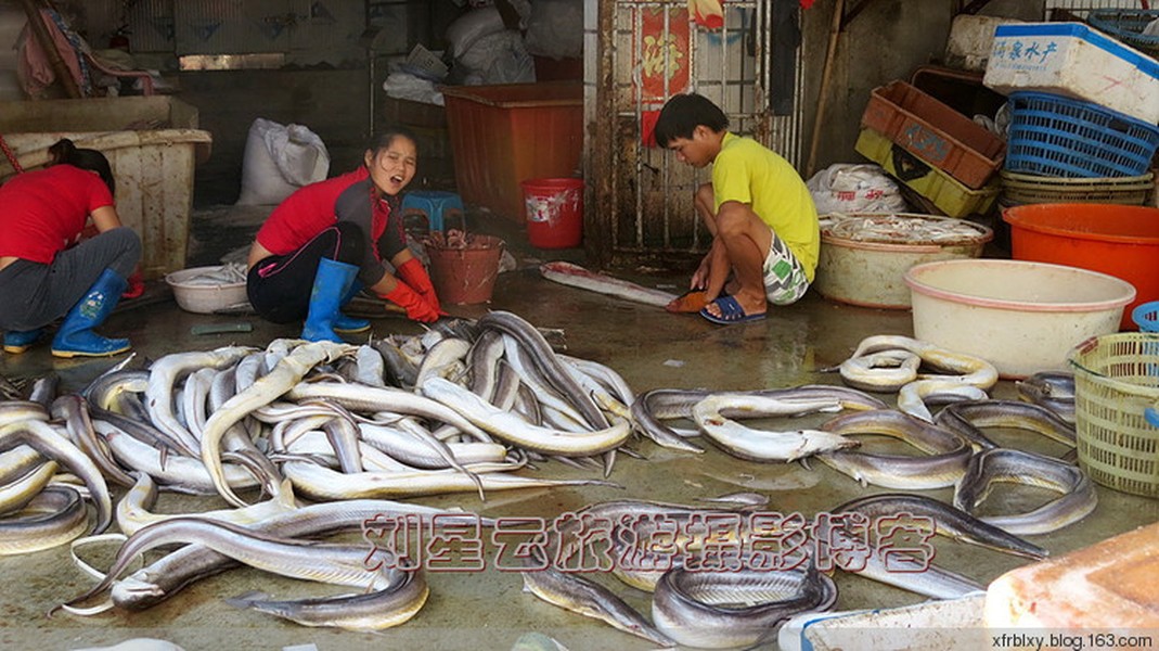 Sau những ngày bám biển để đánh bắt,  ngư dân Trung Quốc thu về được rất nhiều lươn biển.