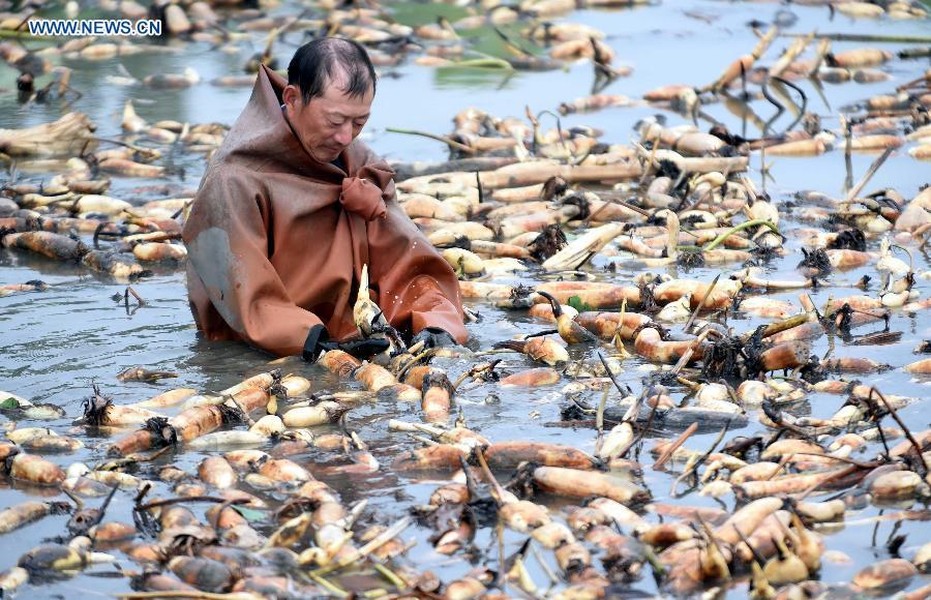 Mỗi khi  mùa thu hoạch củ sen đến, người nông dân hạt Xianghe, tỉnh Hà Bắc, Trung Quốc, lại tất bật làm việc.