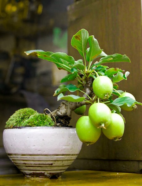 Cây bonsai hoa quả sai trĩu khiến nhiều người thích mê.