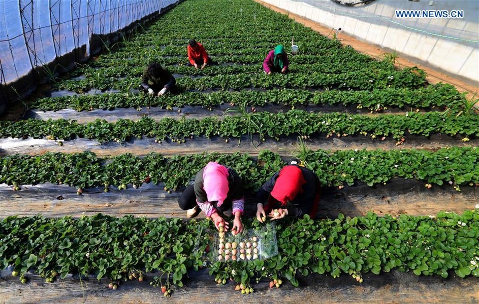 Các công nhân thu hoạch những trái  dâu tây trắng trong một nhà kính tại vườn sinh thái nông nghiệp Jiahao nông nghiệp thuộc huyện Jinpu, tỉnh Liêu Ninh, Trung Quốc.