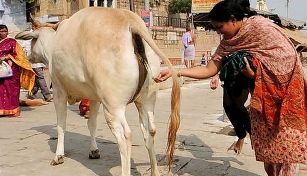 Bò là một loài động vật được tôn kính ở Ấn Độ từ thời cổ đại. Ngay cả nước tiểu và phân bò cũng trở thành  bí quyết làm đẹp từ thời cổ đại như dùng trong sản phẩm bôi da mặt, điều trị mụn nhọt và trị nứt gót chân. Ảnh: Wonderslist.