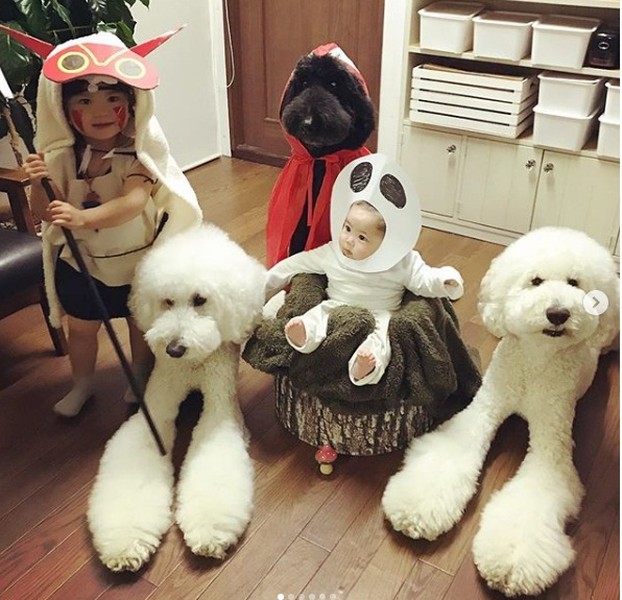 Gia đình em bé Nhật 2 tuổi Mame nuôi ba chú chó giống poodle, tên là Riku, Gaku và Qoo. Bà của Mame thường xuyên chụp lại những khoảnh khắc đời thường khi cô cháu bé nhỏ vui đùa với các chú chó để chia sẻ lên mạng xã hội Instagram.