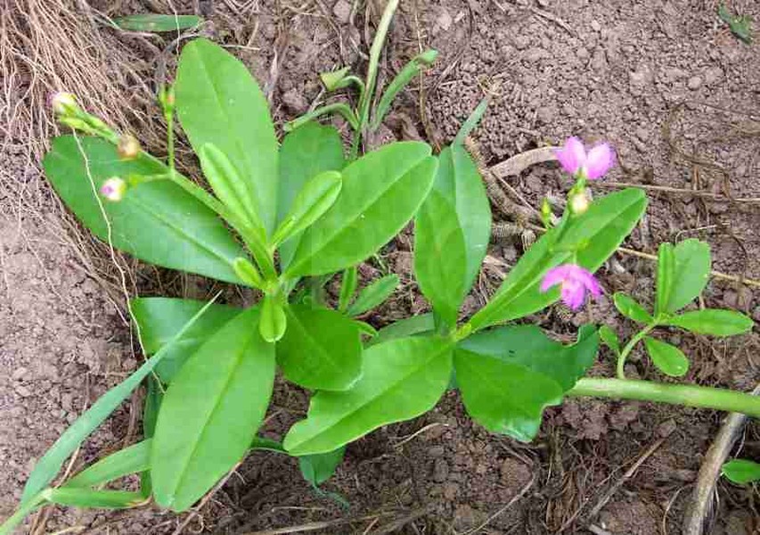 Sâm đất (còn gọi là sâm mồng tơi, sâm thổ, đông dương sâm, sâm thảo…) là một loài cây mọc hoang khá phổ biến ở nước ta. Từ lâu, dân gian ta đã biết sử dụng lá  cây sâm đất để nấu canh, luộc thành rau ăn vì đây là món ăn có tác dụng thanh nhiệt, giải độc.