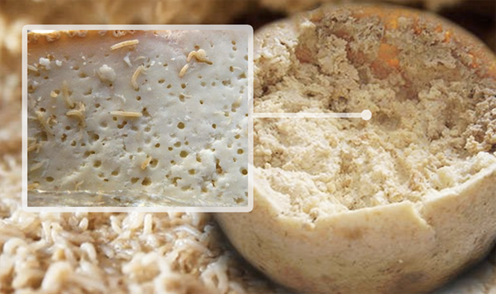 Casu Marzu là một loại  phô mai lúc nhúc giòi cực kỳ được ưa chuộng ở vùng Sardinia, Ý. Nó còn có tên gọi khác là Maggot Cheese hay Rotten Cheese (phô mai thối). Điểm nổi bật của Casu Marzu là nếu nhìn gần, bạn sẽ thấy những con giòi lúc nhúc trong đó, khiến ai cũng phải sởn da gà khi nhìn vào.