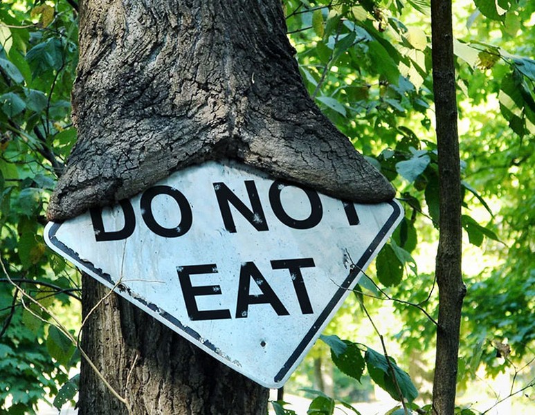 Dường như cái cây không biết chữ nên đã "nuốt chửng" biển báo "Không được ăn" (Do not eat) này.