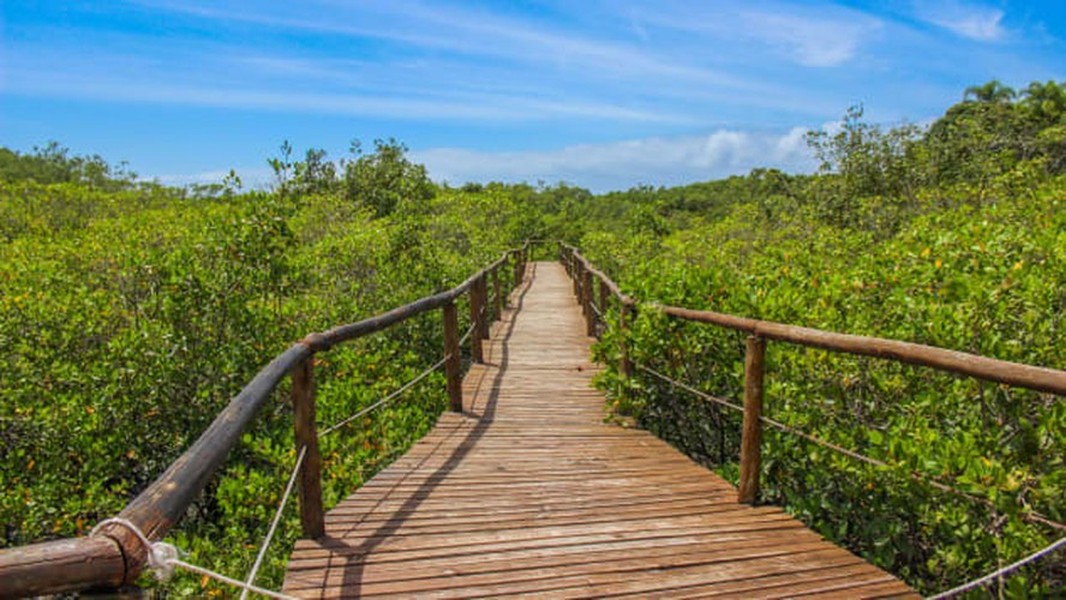 Đảo Ilha do Cardoso ở Brazil là một trong những  hòn đảo hoang sơ nhất thế giới. Ở đây không có ô tô, thậm chí không có xe bus đưa đón học sinh, thay vào đó học sinh đến trường bằng thuyền. Điện ở đây được tạo ra từ các tấm năng lượng mặt trời và cứ tới 22h30 tối là máy phát điện ngừng chạy.