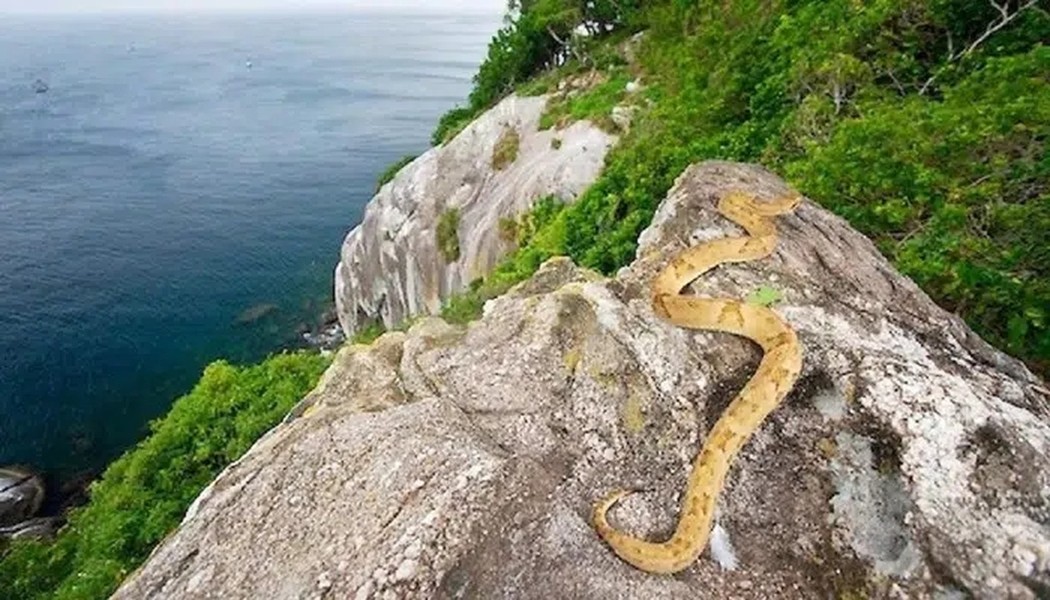 Đảo Ilha de Queimada Grande còn được gọi là đảo Rắn, là một trong những vùng đất nguy hiểm nhất trên thế giới. (Ảnh: IT)