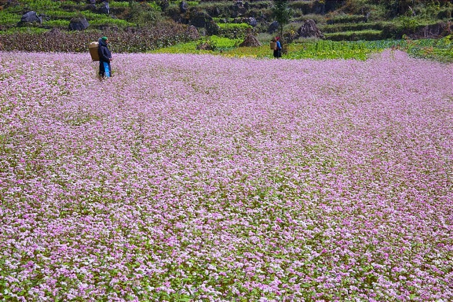  Cánh đồng hoa tam giác mạch – Hà Giang Mùa tam giác mạch bắt đầu khi những cơn gió đông đầu tiên ùa về. Tháng 11 hàng năm, hoa tam giác mạch trải dài từ đồi này sang đồi khác, chảy tràn như một dòng sông kết từ màu trắng và hồng. Kể cả, khi hoa tàn, ánh sáng hắt vào, ánh lên như muôn vàn mảnh thủy tinh lấp lánh.