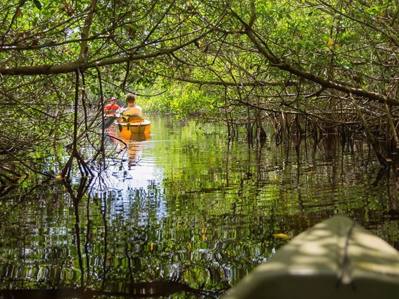 Là vùng hoang dã cận nhiệt đới lớn nhất châu Mỹ, Công viên quốc gia Everglades thuộc bang Florida, Mỹ, nơi có cá sấu, cá sấu, rùa luýt và hơn 350 loài chim đang nằm trong danh sách  kỳ quan thiên nhiên bị đe dọa của UNESCO do tác động của phát triển đô thị và ô nhiễm môi trường.