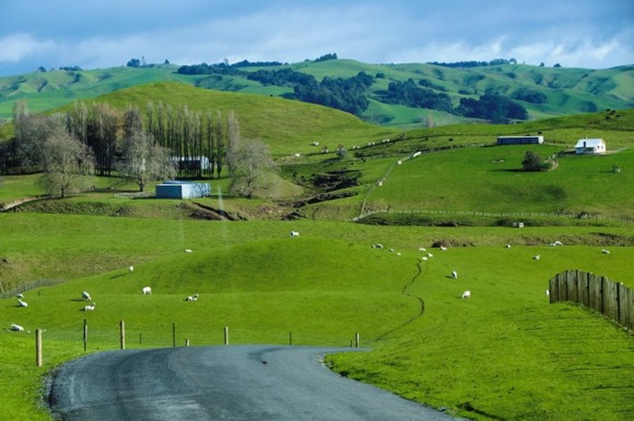 Ngôi làng Hobbit ở Matamata, Waikato (phía bắc New Zealand) có những ngôi nhà xây nửa nổi, nửa chìm trong lòng đất. Con đường vào  xứ sở thần tiên đẹp như tranh, với những đồi cỏ mênh mông xanh mướt, cùng những chú cừu thẩn thơ gặm cỏ.