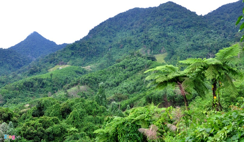 Quần thể khu sinh thái Cà Đam, huyện vùng cao Trà Bồng (Quảng Ngãi) - nơi ông Hồ Văn Châu (68 tuổi, ngụ thôn Tang, xã Trà Bùi) dựng chòi sống lẻ loi giữa rừng sâu suốt 20 năm qua.