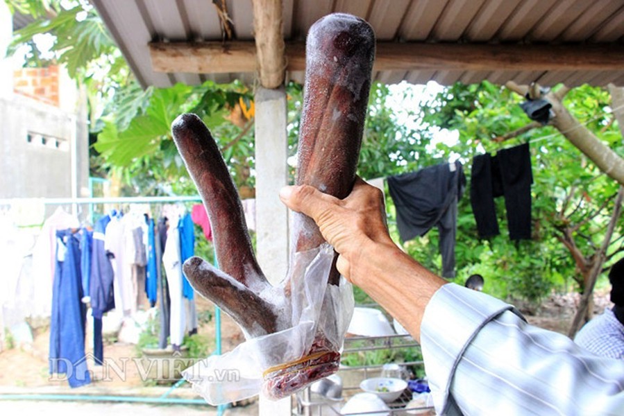 Hiện nay, ông Đào đang nuôi 9 con nai (3 nai đực đang lấy nhung). Mỗi năm, nai đực sẽ cho lấy nhung 2 lần, khoảng 2-3 kg/con, bán ra thị trường với giá 10 triệu đồng/kg.