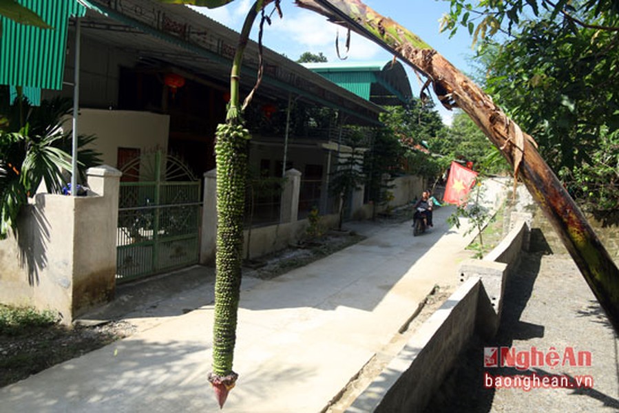 Người dân bản Vẽ (Yên Na - Tương Dương) lâu nay lấy làm lạ bởi  cây chuối độc lạ của gia đình ông Vi Văn Quy. Cây chuối này cho buồng dài hơn 2m, chi chít những quả nhỏ bằng ngón chân cái.