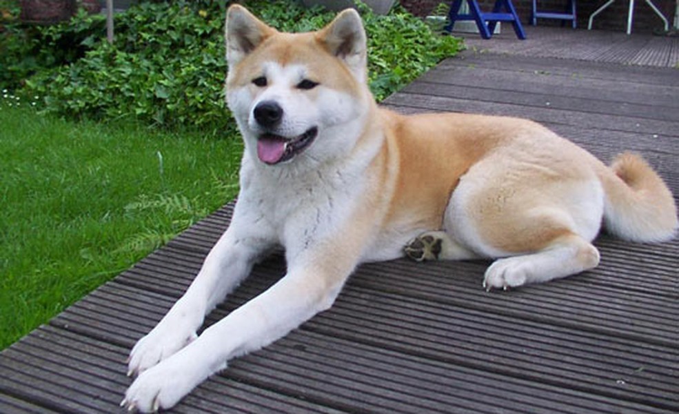 13. Giống chó Akita Inu Nếu đã từng xem bộ phim Nhật Bản nổi tiếng “Hachiko”, chắc hẳn bạn sẽ nhận ra giống chó này. Chó Akita rất ngoan, trung thành, thông minh và quấn quýt với gia chủ. Có lẽ chính bởi vậy mà nó được rất nhiều gia đình ưa chuộng. Akita có nguồn gốc từ miền bắc Nhật Bản, cho tới nay đã phân ra thành 2 loại chính: Akita Nhật và Akita Mỹ. Giống  thú cưng này có vẻ ngoài to, khỏe, nhanh nhẹn, lớp lông dày, mềm mại. Nếu muốn sở hữu một chú Akita, bạn phải bỏ ra số tiền ít nhất là khoảng 3.000 USD.