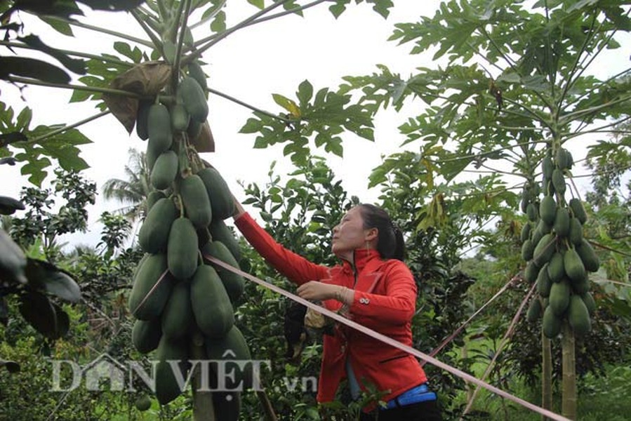 Chị Nguyễn Thị Ướm – đại diện nhóm nông dân sản xuất đu đủ in chữ xã Phú Hữu, huyện Châu Thành, tỉnh Hậu Giang thông tin, sau 4 lần thử nghiệm, nhóm của chị đã thành công trong việc trồng  đu đủ in chữ.