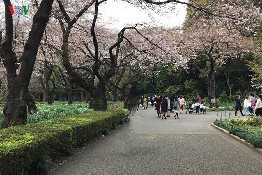  Hoa anh đào hay còn gọi là hoa Sakura, thời điểm hoa anh đào khoe sắc rực rỡ nhất ở tất cả mọi nơi trên đất Nhật Bản thường vào khoảng cuối tháng Ba, đầu tháng Tư.