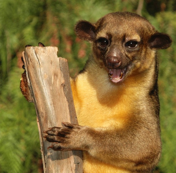 Gấu trúc lông vàng Kinkajou có khả năng dùng đuôi để bám chặt vào cây.  Loài này sở hữu chiếc lưỡi kỳ lạ, dài tận 12.7cm.