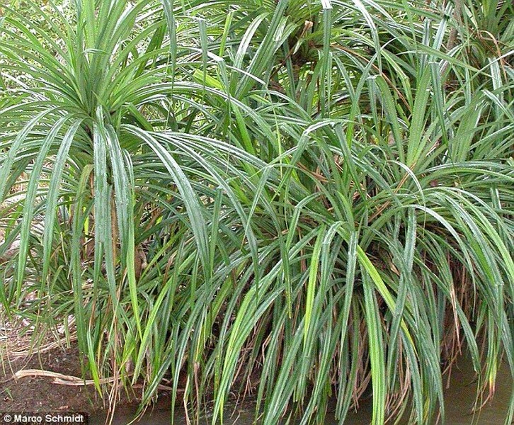  Loài cây kỳ lạ có đặc tính chỉ đâm chồi trên vùng đất có kim cương là loài cây Pandan, hay còn gọi là cọ Pandanusm, có tên khoa học là Pandanus candelabrum.