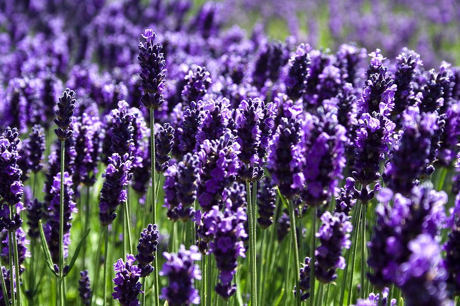 Bách khoa thư Britannica cho biết  Oải hương (Lavender) là loài hoa bản địa ở vùng Địa Trung Hải. Loài cây này thường được tìm thấy trong các vườn thảo dược. Cây mọc thành bụi có lá màu xanh nhỏ và những bông hoa màu tím ở đầu thân cây.