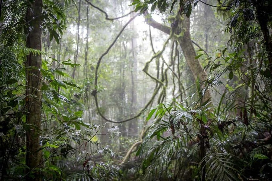 Rừng nhiệt đới Gondwana, Australia.  Kỳ quan rộng lớn này nằm ở phía nam. Ngay cả những con khủng long lâu đời nhất cũng không thể xuất hiện trước khu rừng nhiệt đới này.