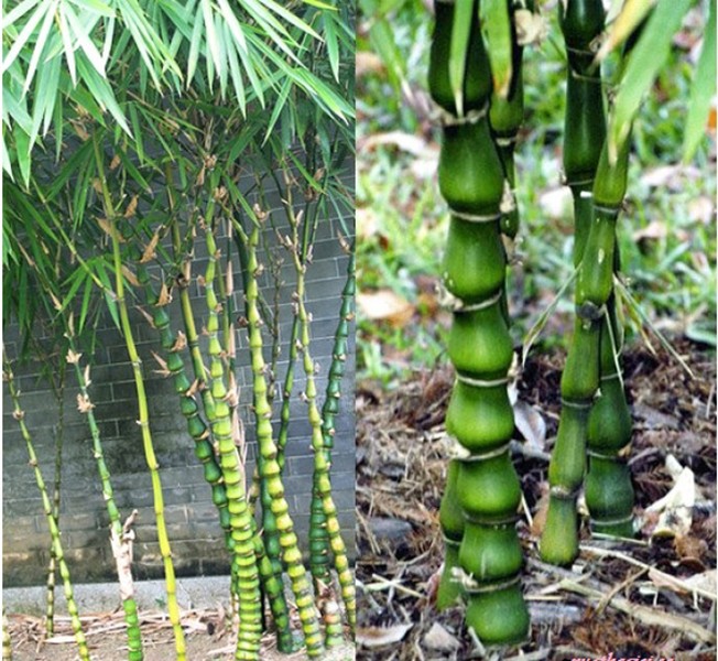 1. Cây tre hoặc trúc: Cây tre, cây trúc không những làm cây cảnh trang trí cho ngôi nhà thêm đẹp, thêm xinh, mà chúng còn thuộc trong nhóm bộ tứ quyền lực, mang ý nghĩa phong thủy trong dân gian, là một trong những giống  cây phong thủy mang vượn khí, tài lộc, thành công cho gia chủ.