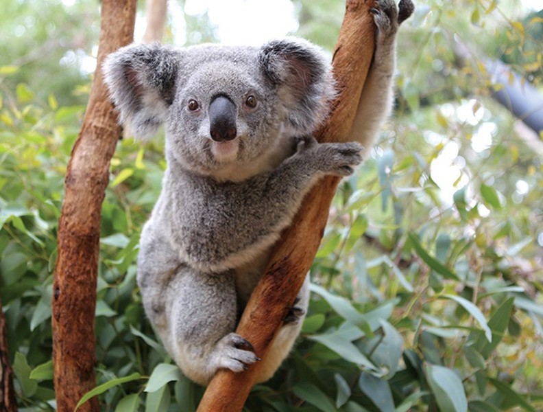 Gấu Koala, hay gấu túi (tên khoa học: Phascolarctos cinereus) là một loài thú có túi ăn thực vật, sống tại Úc.