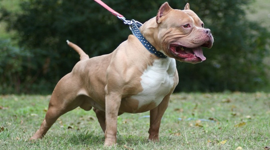  Chó Pitbull. Giống chó này nguồn gốc từ châu Mỹ và hiện nay cũng đã được nuôi khá phổ biến ở Việt Nam. Nó không lùi bước trước bất kì đối thủ nào, loài chó này gần như không bao giờ chịu thua, và chiến đấu đến cùng.