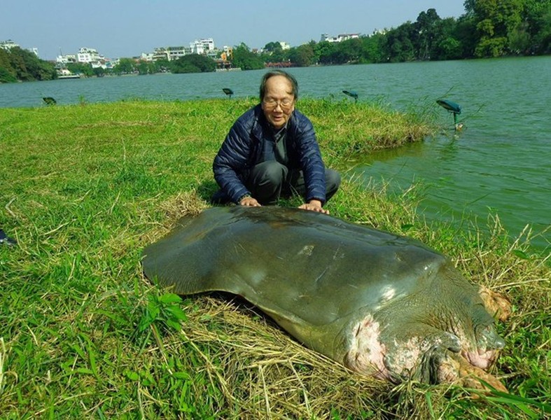 Ngay khi nhận được thông tin, PGS. TS Hà Đình Đức đã đi thuyền ra nơi 'cụ rùa' nằm phơi nắng.