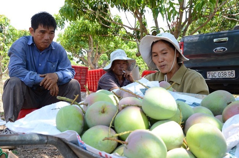 Ông Ngô Trong (trái) và bà Hồng Mai (phải) ở thôn Bãi Giấy 2, huyện Cam Lâm, tỉnh Khánh Hòa từng làm kế toán cho một công ty nhà nước ở Nha Trang. Khoảng 10 năm trước, ông bà nghỉ hẳn việc kế toán để trồng xoài Úc nhập ngoại.