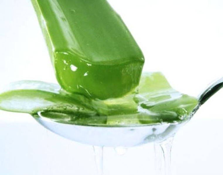 Lô hội (Aloe vera). Kết quả nghiên cứu khoa học cho thấy, lô hội có khả năng ngăn chặn các tế bào ung thư phát triển hiệu quả. Đặc biệt, các chất trong lô hội có khả năng ức chế sự tăng trưởng của tế bào ung thư mà không làm ảnh hưởng đến sự sinh sản của tế bào khỏe mạnh khác